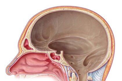 Dura Mater Is the Layer of the Meninges