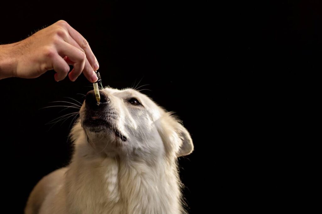 Choosing and Using CBD Oil for Dogs