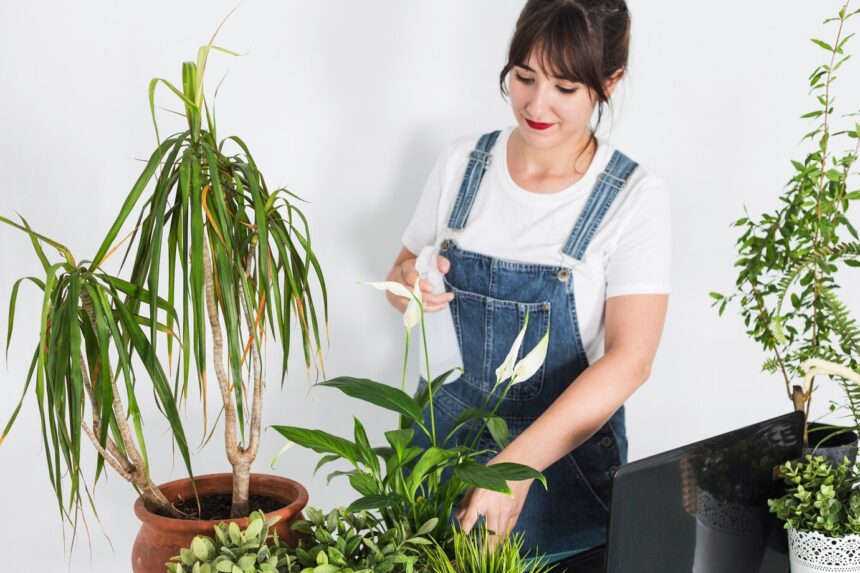 potting plants