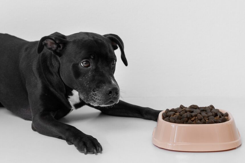 The Essential Guide to Dog Food