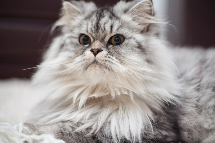 maine coon cat